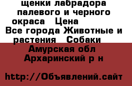 щенки лабрадора палевого и черного окраса › Цена ­ 30 000 - Все города Животные и растения » Собаки   . Амурская обл.,Архаринский р-н